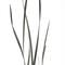 Green Magnolia Flax Grass Bundle by Ashland®